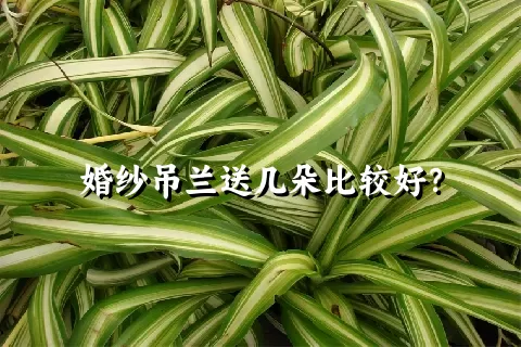 婚纱吊兰送几朵比较好？