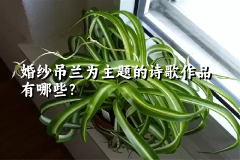 婚纱吊兰为主题的诗歌作品有哪些？