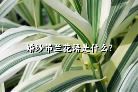 婚纱吊兰花语是什么？