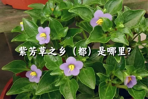 紫芳草之乡（都）是哪里？