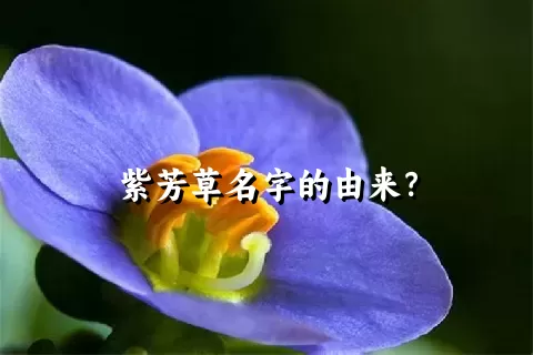 紫芳草名字的由来？