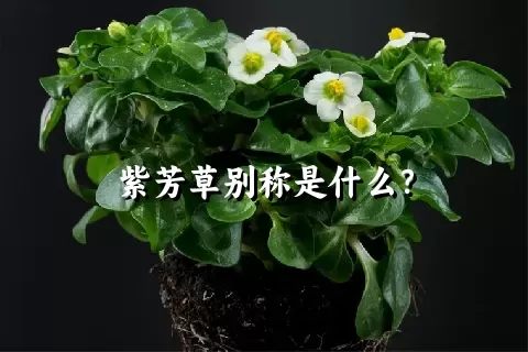 紫芳草别称是什么？