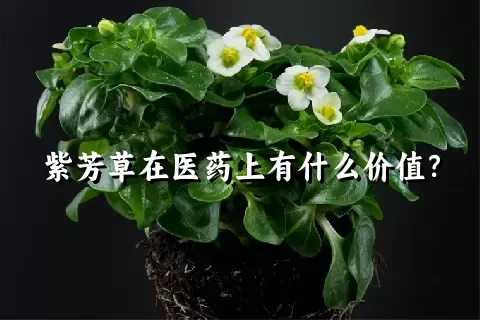 紫芳草在医药上有什么价值？