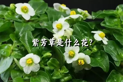 紫芳草是什么花？