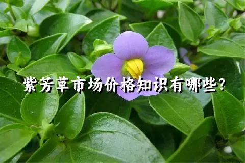 紫芳草市场价格知识有哪些？