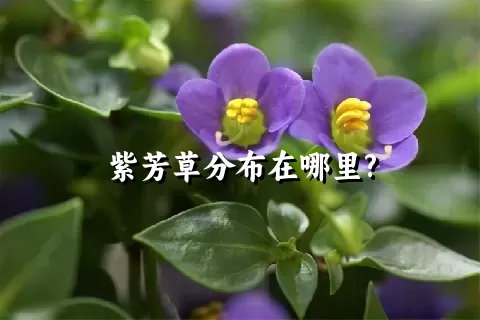 紫芳草分布在哪里?