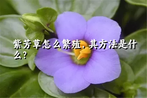 紫芳草怎么繁殖，其方法是什么？