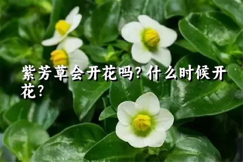 紫芳草会开花吗？什么时候开花？