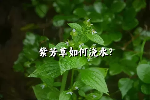 紫芳草如何浇水？