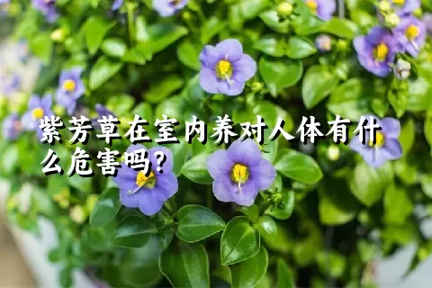 紫芳草在室内养对人体有什么危害吗？