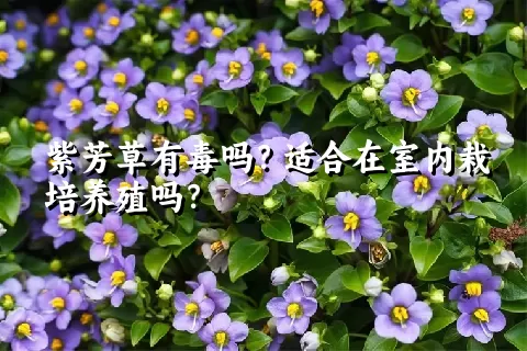 紫芳草有毒吗？适合在室内栽培养殖吗？