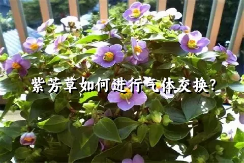 紫芳草如何进行气体交换？