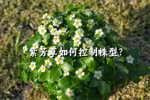 紫芳草如何控制株型？