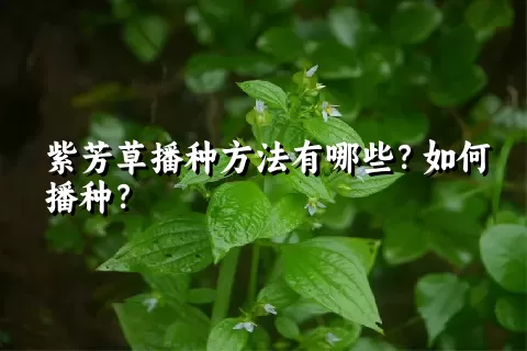 紫芳草播种方法有哪些？如何播种？