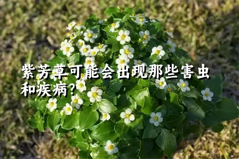 紫芳草可能会出现那些害虫和疾病？