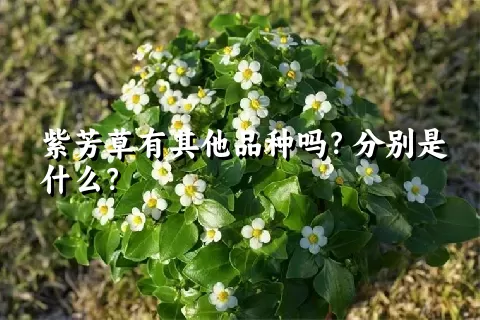 紫芳草有其他品种吗？分别是什么？