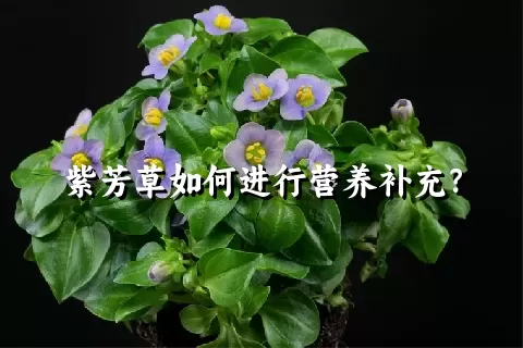 紫芳草如何进行营养补充？