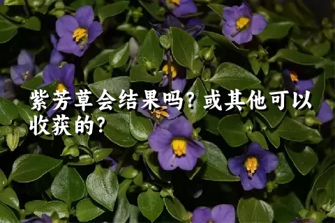 紫芳草会结果吗？或其他可以收获的？