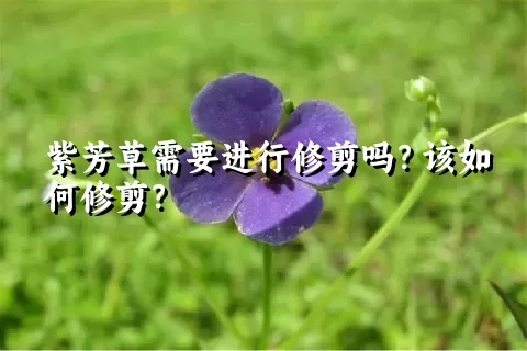 紫芳草需要进行修剪吗？该如何修剪？