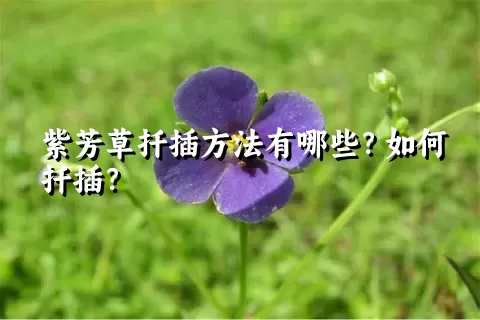 紫芳草扦插方法有哪些？如何扦插？