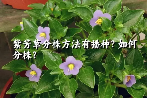 紫芳草分株方法有播种？如何分株？