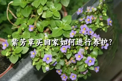 紫芳草买回家如何进行养护？