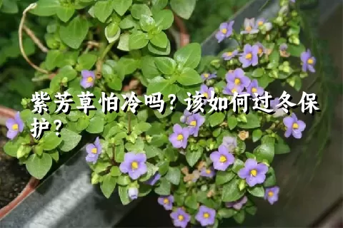 紫芳草怕冷吗？该如何过冬保护？