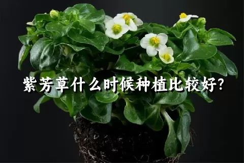 紫芳草什么时候种植比较好？