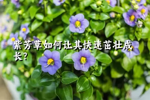 紫芳草如何让其快速茁壮成长？