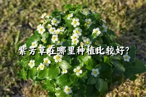 紫芳草在哪里种植比较好？