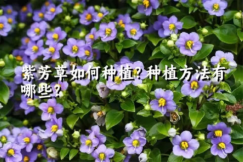 紫芳草如何种植？种植方法有哪些？