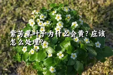 紫芳草叶子为什么会黄？应该怎么处理？