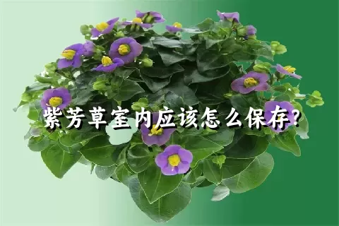 紫芳草室内应该怎么保存？