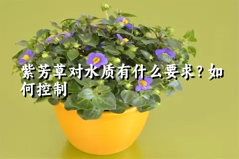 紫芳草对水质有什么要求？如何控制