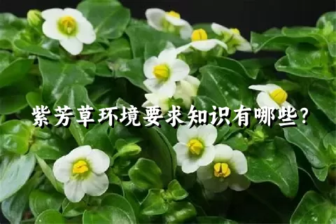 紫芳草环境要求知识有哪些？