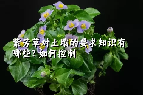 紫芳草对土壤的要求知识有哪些？如何控制