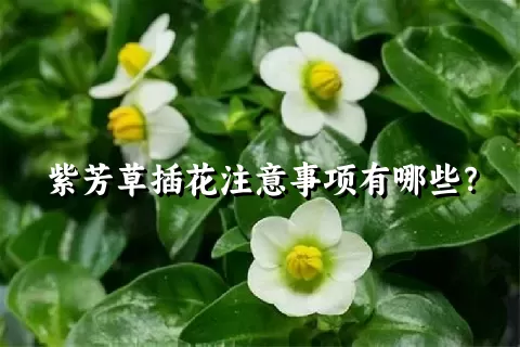 紫芳草插花注意事项有哪些？