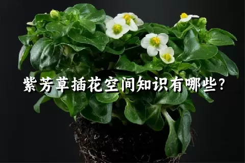 紫芳草插花空间知识有哪些？