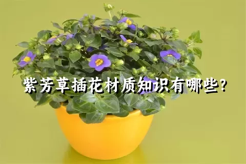 紫芳草插花材质知识有哪些？