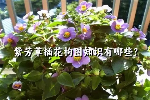 紫芳草插花构图知识有哪些？