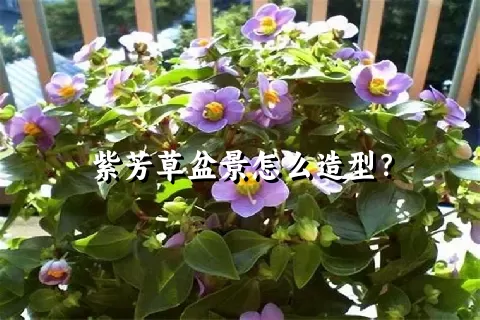 紫芳草盆景怎么造型？