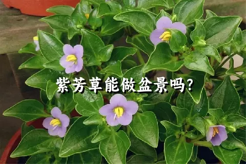 紫芳草能做盆景吗？