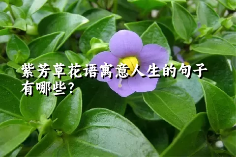 紫芳草花语寓意人生的句子有哪些？