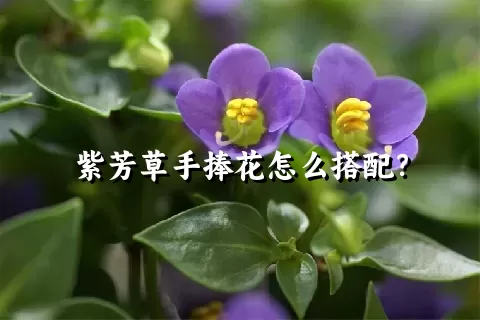 紫芳草手捧花怎么搭配？