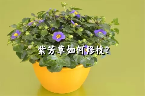 紫芳草如何修枝？