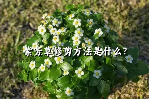 紫芳草修剪方法是什么？