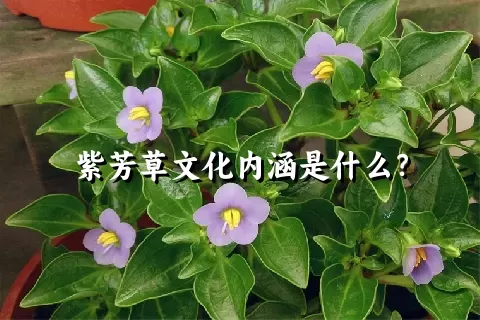 紫芳草文化内涵是什么？