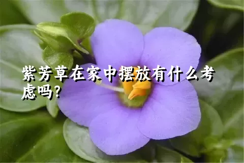 紫芳草在家中摆放有什么考虑吗？