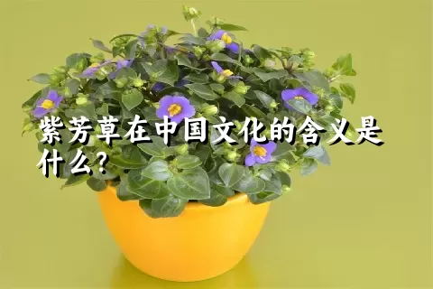 紫芳草在中国文化的含义是什么？