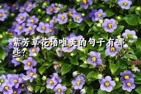 紫芳草花语唯美的句子有哪些？